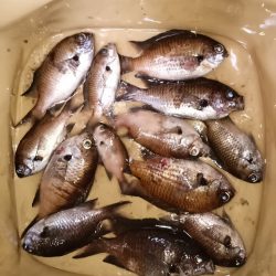 大磯、サビキ