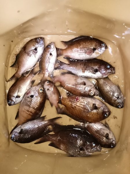 大磯、サビキ