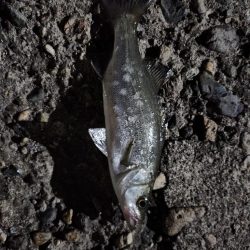 アジ何処へ