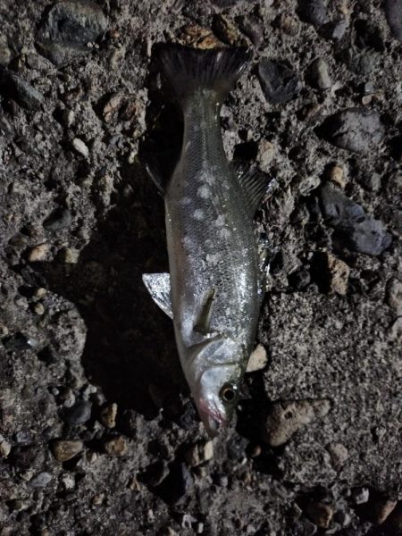 アジ何処へ
