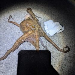 イカあきらめてタコ