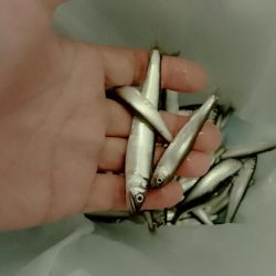 稚鮎釣り