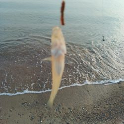 キス釣り