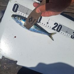 爆釣イワシ釣り