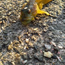何かが釣れる