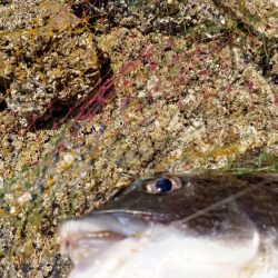 春到来！芸予諸島のチヌ釣り２