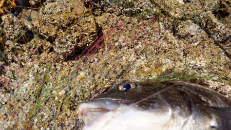 春到来！芸予諸島のチヌ釣り２
