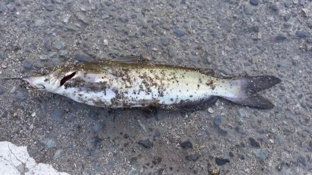 都市河川でキビレ