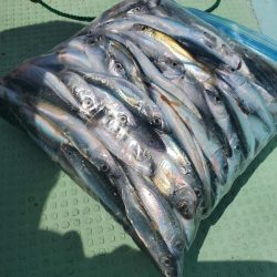 レンタルボート釣行