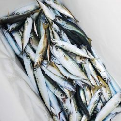 サビキ釣り