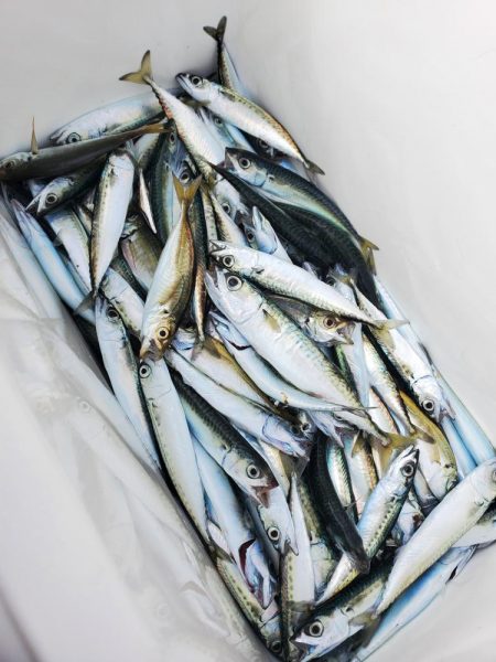 サビキ釣り