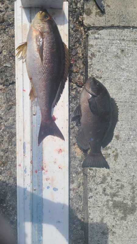 和歌山市江（吉丸渡船）でグレ釣り