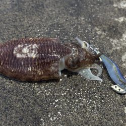 まだコウイカ