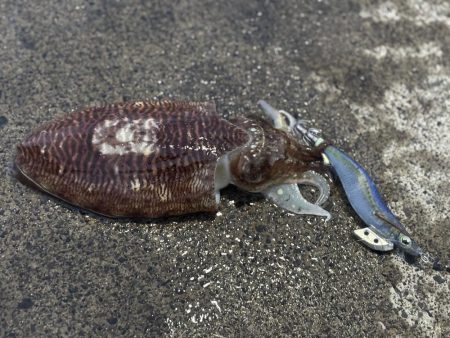 まだコウイカ