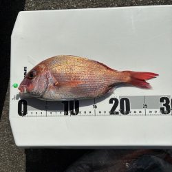 真鯛釣り