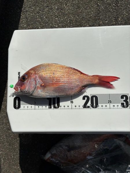 真鯛釣り
