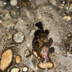 根魚