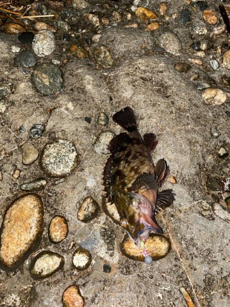 根魚