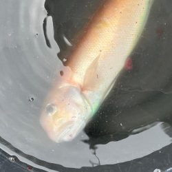 アマラバです