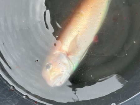 アマラバです
