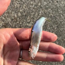 小ハス釣り
