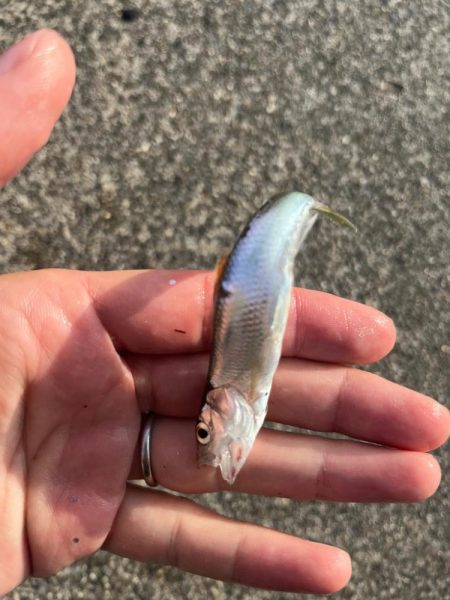 小ハス釣り