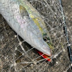 今シーズン初ショアジギでハットトリック
