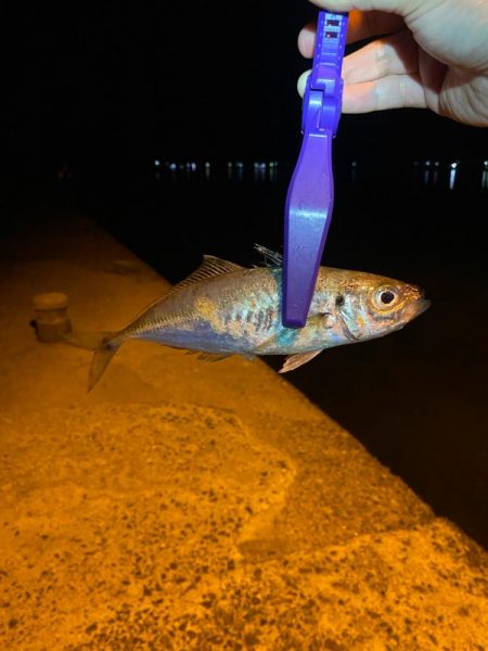 アジング釣査