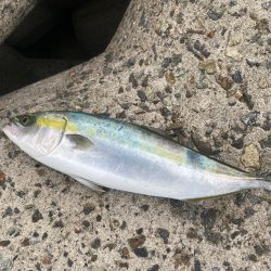 激渋でハマチ