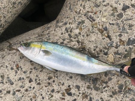 激渋でハマチ