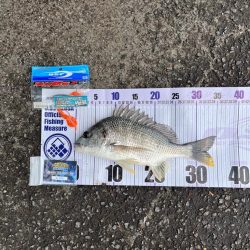 チヌ