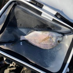 磯フカセ釣り