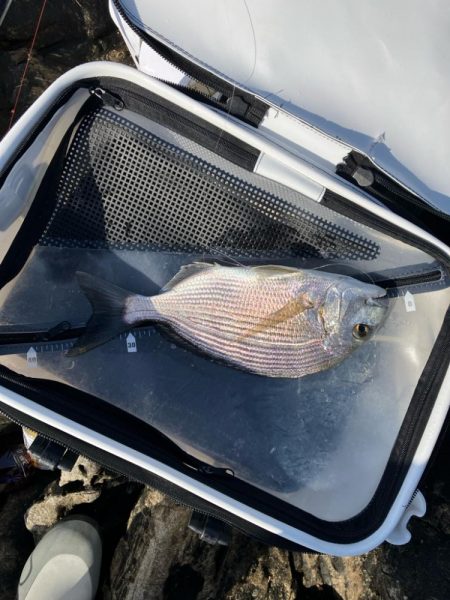 磯フカセ釣り