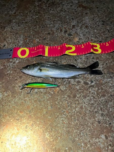 カラダの半分近くもあるルアーを食ってきた