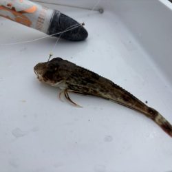 今年初キッス