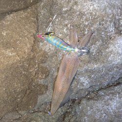 アオリ狙い