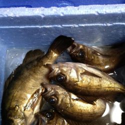 淡路島 陸っぱり 釣り・魚釣り | 釣果情報サイト カンパリ