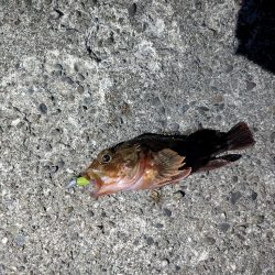カラー