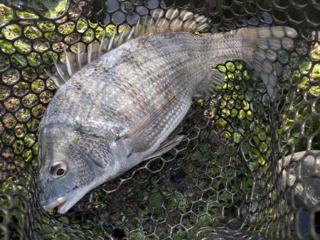 広島チニング超ランガンでツツツ抜け達成！