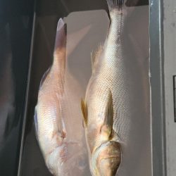 今年初イサキ