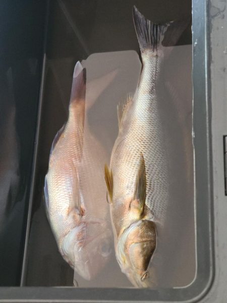 今年初イサキ