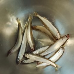 稚鮎開幕