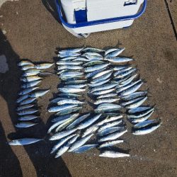 爆釣イワシ釣り