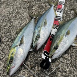 ★★ヒットパターン攻略で青物ゲット★★