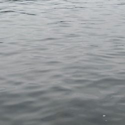 春イカ　3キロゲット