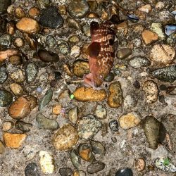 根魚