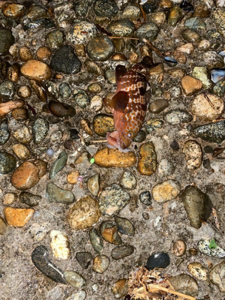 根魚