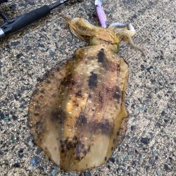 オッス、自己記録更新！