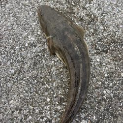 釣りすぎ