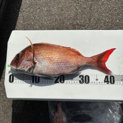 真鯛釣り